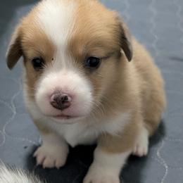 Red Bluie merle (dilute) boy - Sable merle and white male American Corgi puppy in Loretto, Kentucky from Duncan's Border Collies and Corgis