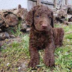 Curly-Coated Retriever Puppies from Tyneside Curlies