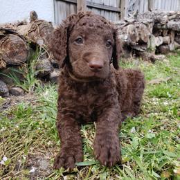 Curly-Coated Retriever Puppies from Tyneside Curlies