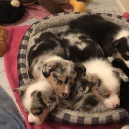 American Corgi and Pembroke Welsh Corgi Puppies from Red White & Bluie Corgi