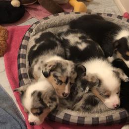 American Corgi and Pembroke Welsh Corgi Puppies from Red White & Bluie Corgi