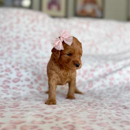 Miss Marry and Bright Lacey - Red  female Goldendoodle puppy in Spanish Fork, Utah from Maplesierradoodles