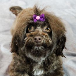 Carmen - Havanese