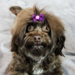 Carmen - Havanese