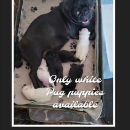 Girl 4 - White female Pug puppy in Phoenix, Arizona from Pug Place Phoenix
