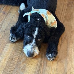 Dolly - Aussiedoodle