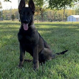 Rika - Sable German Shepherd puppy in Upland, Indiana from Pinegrove German Shepherds