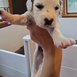 Thunder - White and black male Dalmatian puppy in Janesville, Wisconsin from Legacy Dalmatians