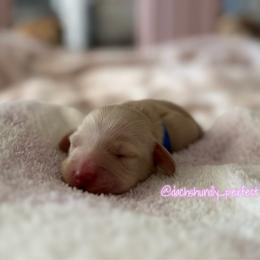 Zipper 5000 - Cream male Dachshund puppy in Summerfield, Florida from Dachshundly Perfect
