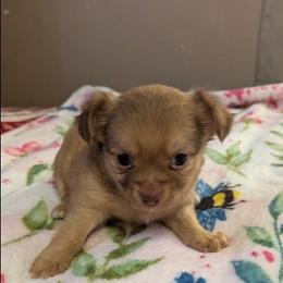 Louis - Chocolate brindled fawn male Chihuahua puppy in Amity, Pennsylvania from Baxters Chihuahuas