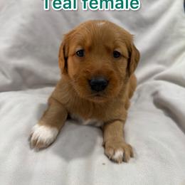 Girl 1 - Golden female Golden Retriever puppy in Salt Lake City, Utah from Soaring golden retrievers