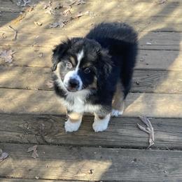 Spicy - Black tri female Miniature American Shepherd puppy in Harmony, North Carolina from Carolina Pride Miniature American Shepherds