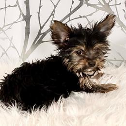 Spike - Black and tan male Yorkshire Terrier puppy in Aurora, Colorado from Exotic Kennels Co