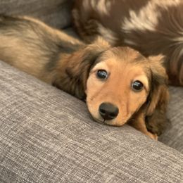 Dachshund Puppies from MyGaDachs