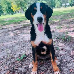 Greater Swiss Mountain Dog puppies from Ambermoon Kooikerhondje Blackamber Greater Swiss Mountain Dogs