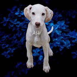 Lua Ash - White and orange male Dalmatian puppy in Conrath, Wisconsin from JSF Dalmatians LLC