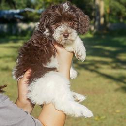 Star - Chocolate female Australian Labradoodle puppy in Dawson, Georgia from Still Pond Australian Labradoodles