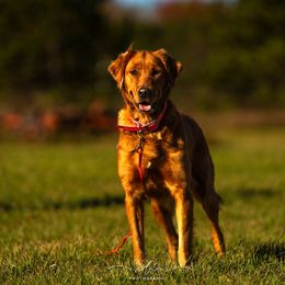 Princess - Golden Retriever