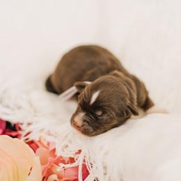 Fru fru - Red tri female Miniature Australian Shepherd puppy in Enoch, Utah from Twisted H Aussies