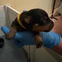 Yellow girl - Black and mahogany female Rottweiler puppy in Colorado Springs, Colorado from Von Locher Rotties