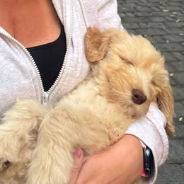 Praline - Cream male Goldendoodle puppy in Tybee Island, Georgia from Castaway Doodles