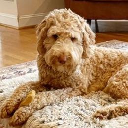 Goldendoodles from Red Clay Doodles