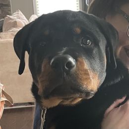 Rottweiler Puppies from Vom Gryphonberg