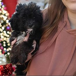 Girl 2 Nova - Black and white female Cavapoo puppy in Salisbury, North Carolina from Carolina Canines