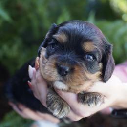 Presley - Black and tan female Cavalier King Charles Spaniel puppy in Lula, Georgia from Cavaliers by Crumley
