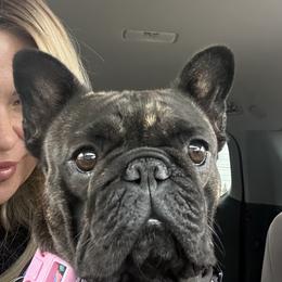 Penny - French Bulldog