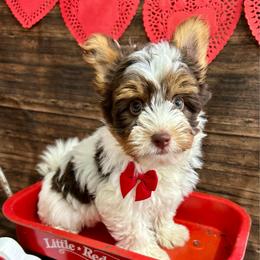 Toby - Chocolate tan and white male Biewer Terrier puppy in Winslow, Arkansas from Morning Glory Puppies