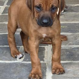 Dolly - Rd whtn blk nose female Rhodesian Ridgeback puppy in Gaffney, South Carolina from Circle D Farms
