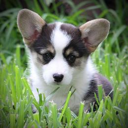 Pembroke Welsh Corgis from Hill Country Corgis