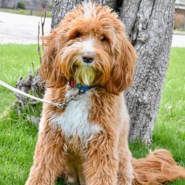 Frankie - Bernedoodle