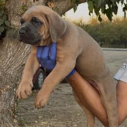 Female 1 - Fawn female Cane Corso puppy in California from Donato Kennels