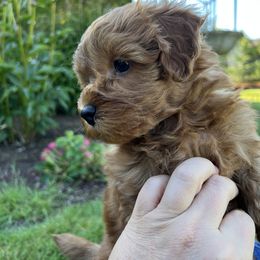 Maltipoo Puppies from Jessica's Maltipoos