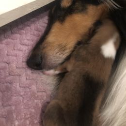 Collie Puppies from Gambit Collies