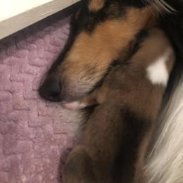 Collie Puppies from Gambit Collies
