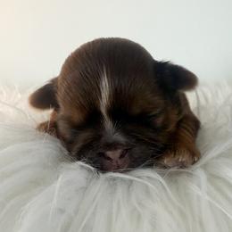 Donner - Chocolate and tan male Shih Tzu puppy in Connersville, Indiana from Anna’s Farmhouse Shihtzus