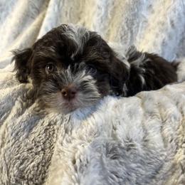 Clover - Chocolate female Havanese puppy in Starr, South Carolina from Home with Havanese