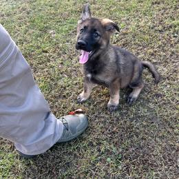Boy 1 - Sable male German Shepherd puppy in Gainesville, Georgia from Vom Haus Schair-Finest Working line German Shepherd Puppies