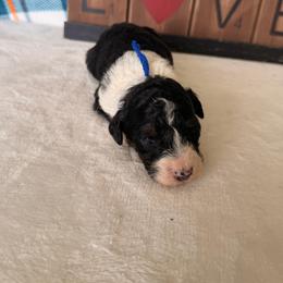 Black Panther - Tri-color female Bernedoodle puppy in Luana, Iowa from Country View Bernedoodles and Goldendoodles