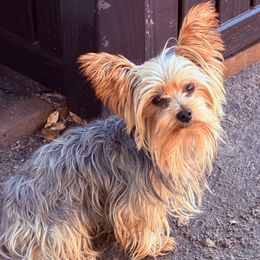 Eric - Yorkshire Terrier