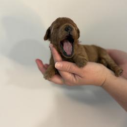 Goldendoodle Puppies from Luna & Willow Goldendoodle Paws 🐾