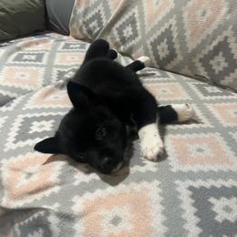 Boy 4 - Black and white male Pomsky puppy in Harpers Ferry, West Virginia from Brandie Kelley