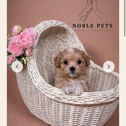 Maltipoo, Poodle, and Yorkshire Terrier Puppies from Noble Pets