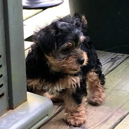 Yorkshire Terrier Puppies from Hilly Acres Farm