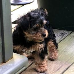 Yorkshire Terrier Puppies from Hilly Acres Farm