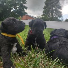 Miniature Schnauzer Puppies from Shenandoah Schnauzers