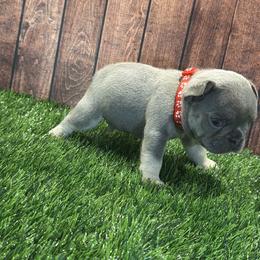 French Bulldog Puppies from Nook Frenchies